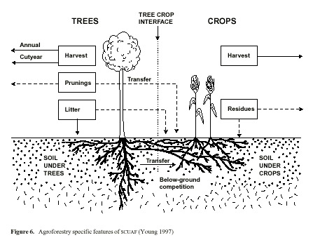 ../images/tree_cropInterface.jpg